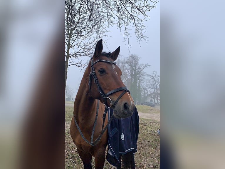 Duitse rijpony Ruin 6 Jaar 150 cm Bruin in Schlierbach