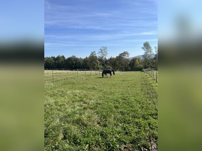 Duitse rijpony Ruin 6 Jaar 150 cm Bruin in Schlierbach