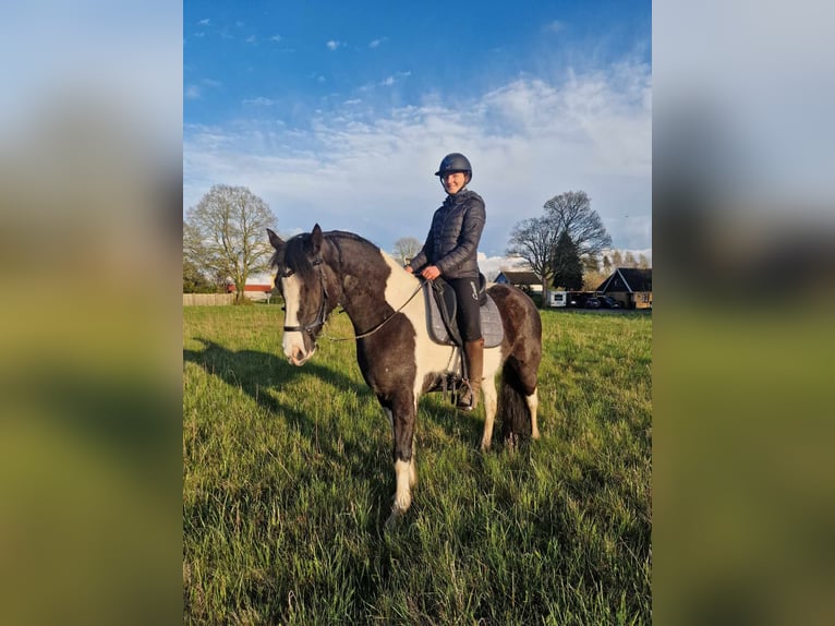 Duitse rijpony Ruin 6 Jaar 150 cm Gevlekt-paard in Handewitt