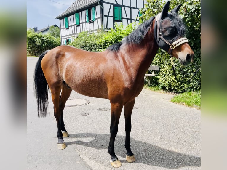 Duitse rijpony Ruin 6 Jaar 150 cm Rabicano in Köln