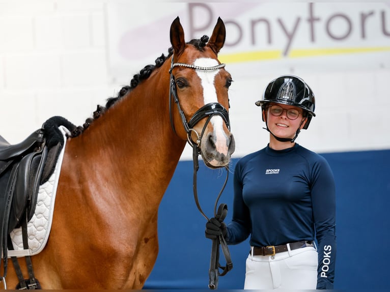 Duitse rijpony Ruin 6 Jaar 152 cm Bruin in Marsberg