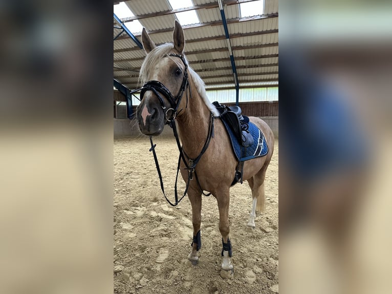 Duitse rijpony Ruin 6 Jaar 152 cm Palomino in Kreuztal
