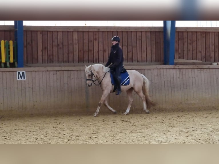 Duitse rijpony Ruin 6 Jaar 152 cm Palomino in Kreuztal