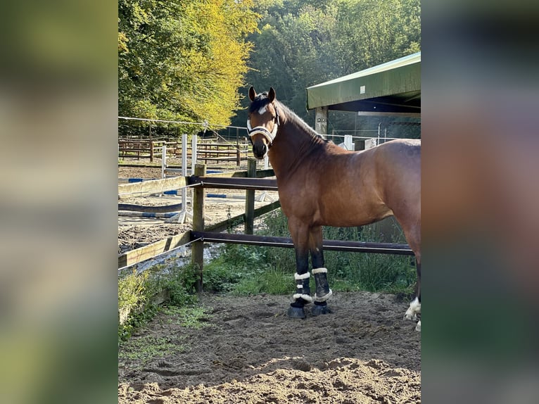 Duitse rijpony Ruin 6 Jaar 153 cm Bruin in Essen