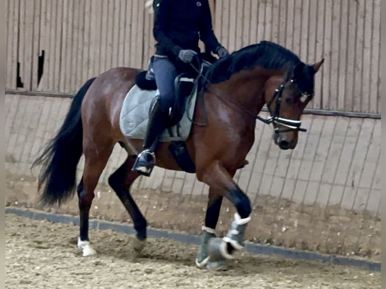 Duitse rijpony Ruin 6 Jaar 153 cm Bruin in Essen