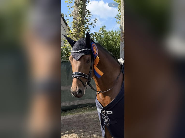 Duitse rijpony Ruin 6 Jaar 153 cm Bruin in Essen