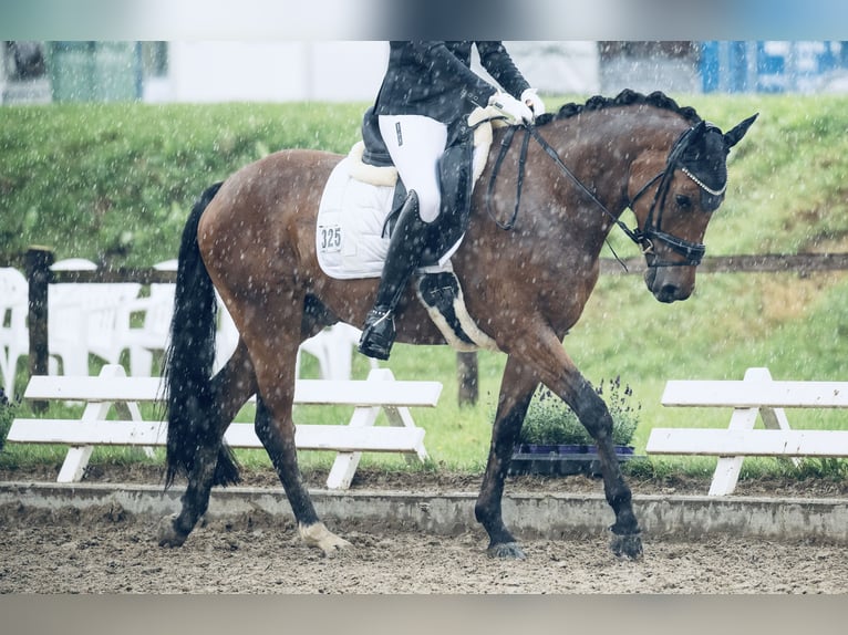 Duitse rijpony Ruin 6 Jaar 153 cm Bruin in Essen