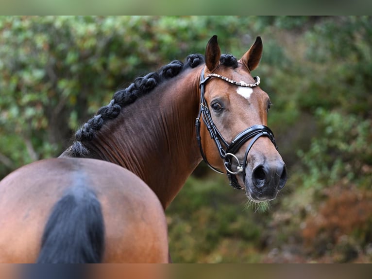 Duitse rijpony Ruin 6 Jaar 153 cm Bruin in Essen