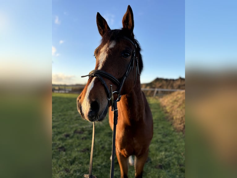 Duitse rijpony Ruin 6 Jaar 153 cm Bruin in Syke