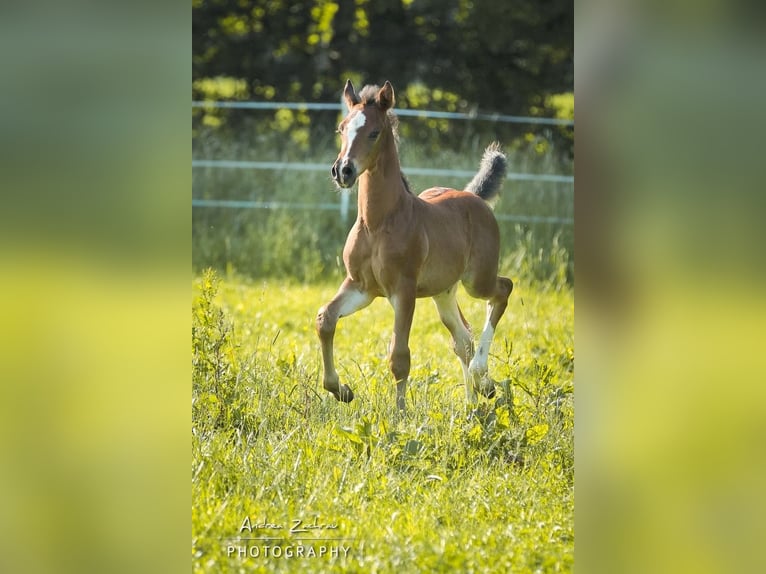 Duitse rijpony Ruin 6 Jaar 153 cm Bruin in Syke