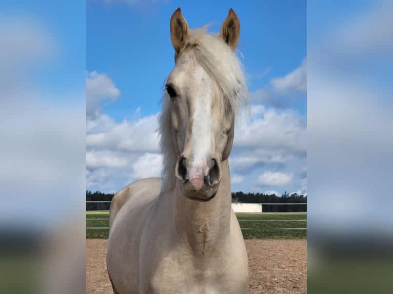 Duitse rijpony Ruin 6 Jaar 153 cm Palomino in Crailsheim
