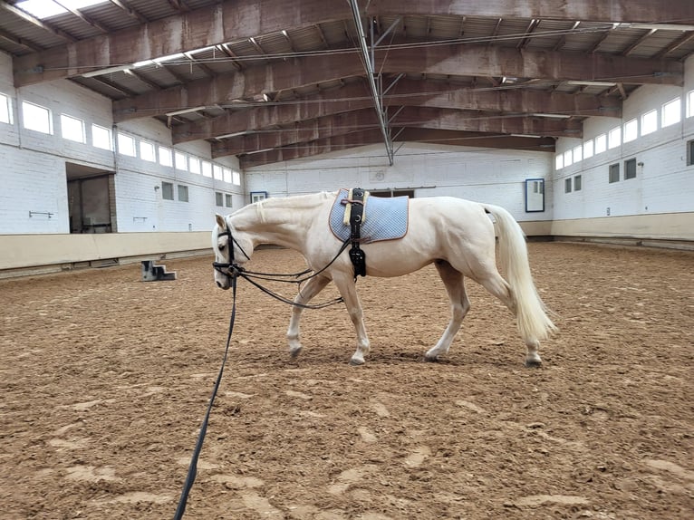 Duitse rijpony Ruin 6 Jaar 153 cm Palomino in Crailsheim