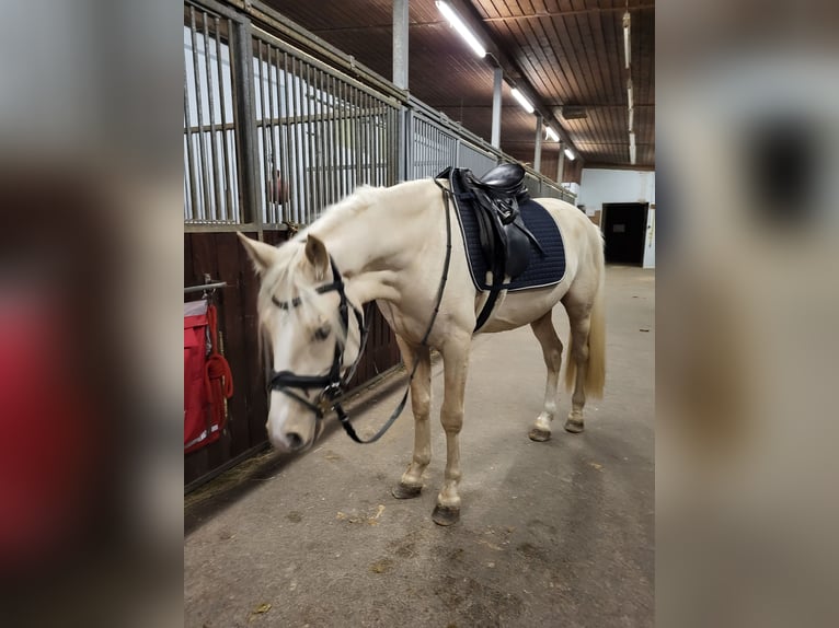 Duitse rijpony Ruin 6 Jaar 153 cm Palomino in Crailsheim