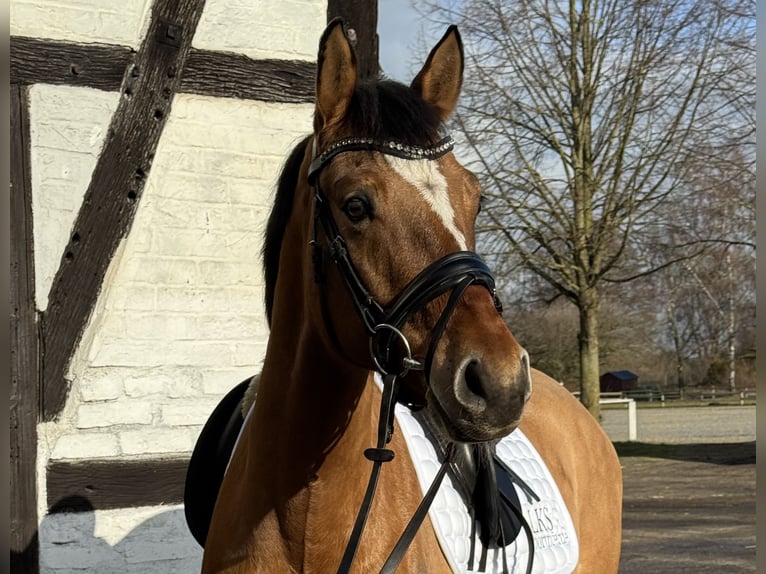 Duitse rijpony Ruin 6 Jaar 154 cm Bruin in Welver