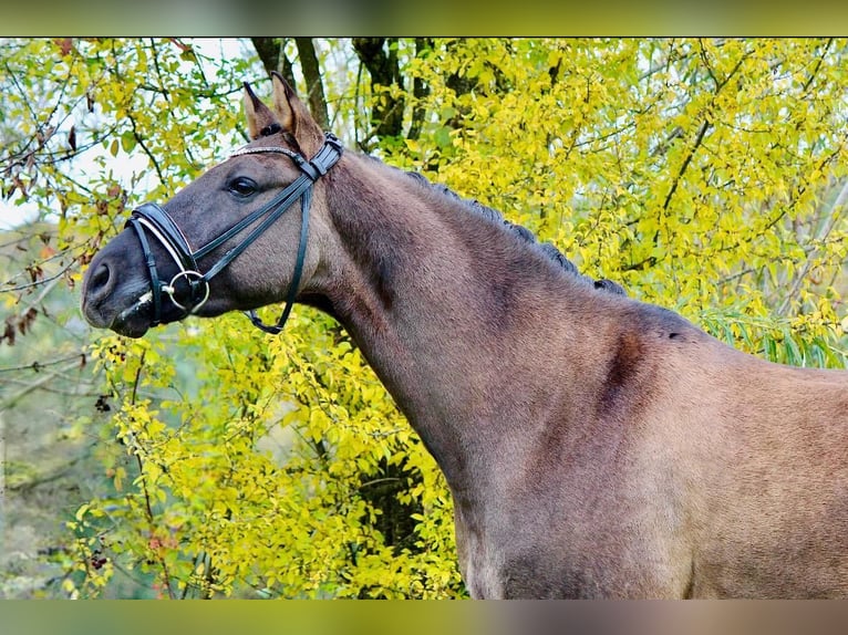 Duitse rijpony Ruin 6 Jaar 154 cm in Crailsheim