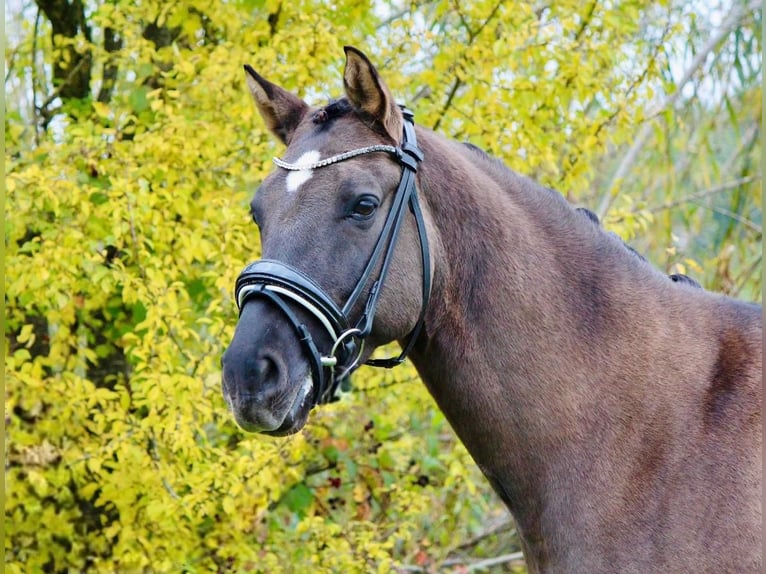 Duitse rijpony Ruin 6 Jaar 154 cm in Crailsheim