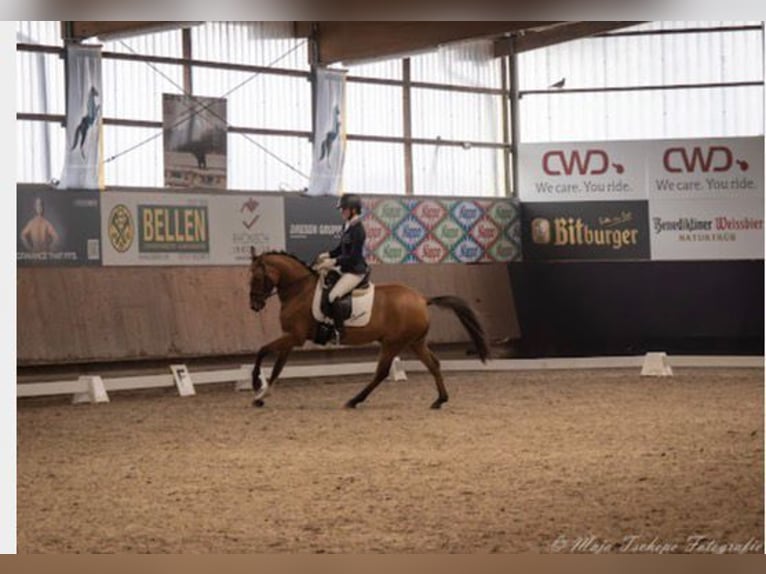 Duitse rijpony Ruin 6 Jaar 155 cm Falbe in Wegberg