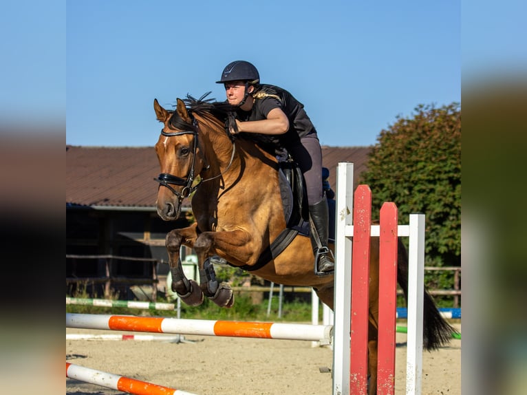 Duitse rijpony Ruin 6 Jaar 158 cm Falbe in Ennepetal