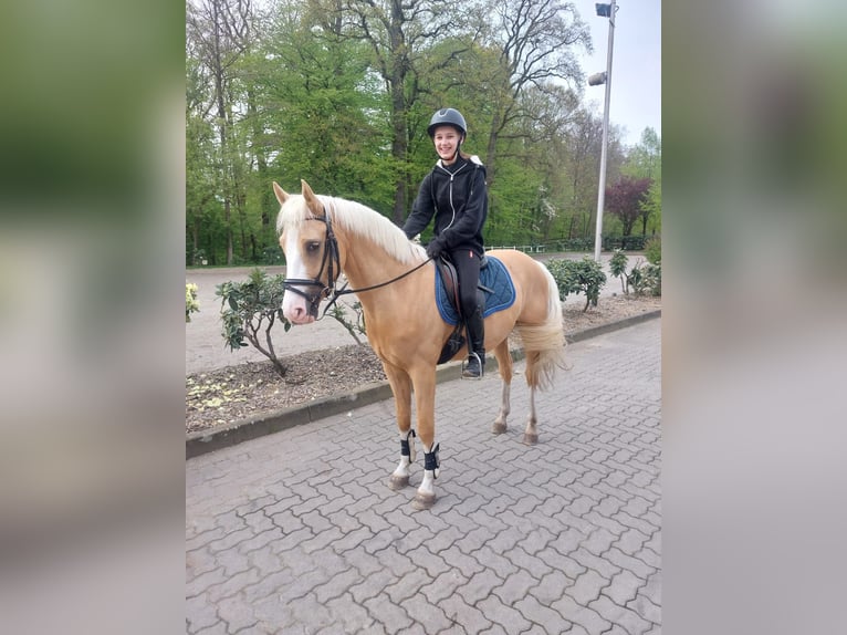 Duitse rijpony Ruin 6 Jaar Palomino in Schenefeld