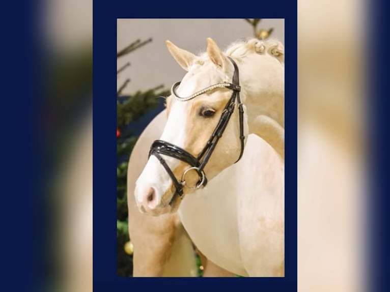 Duitse rijpony Ruin 6 Jaar Palomino in Schenefeld