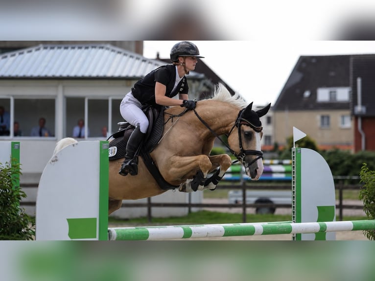Duitse rijpony Ruin 6 Jaar Palomino in Schenefeld