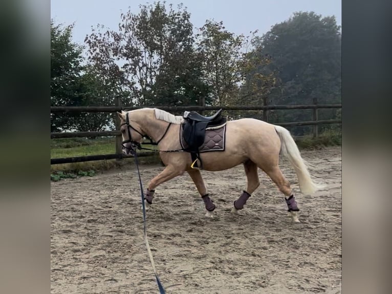 Duitse rijpony Ruin 6 Jaar Palomino in Schenefeld