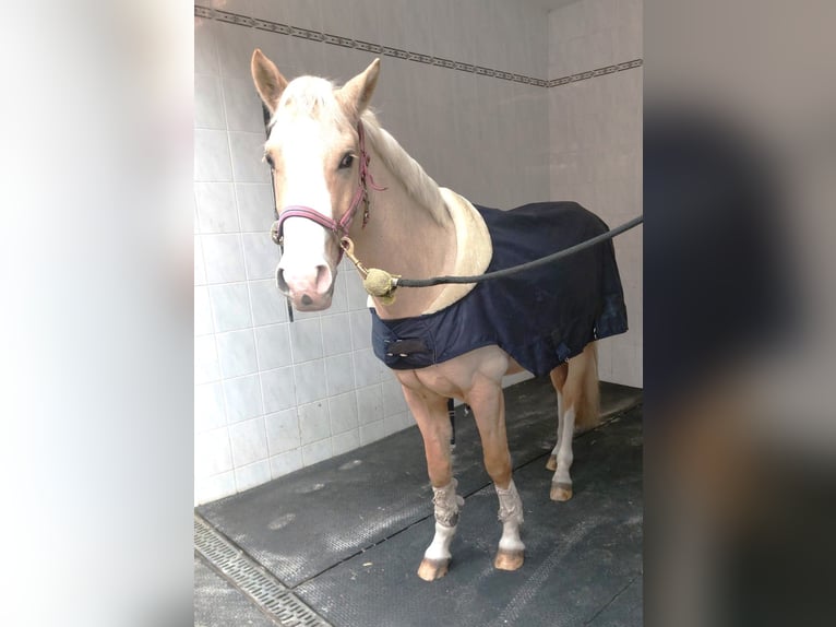Duitse rijpony Ruin 6 Jaar Palomino in Schenefeld