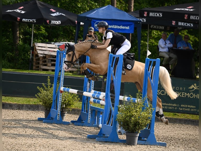 Duitse rijpony Ruin 6 Jaar Palomino in Schenefeld