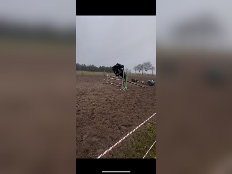 Duitse rijpony Mix Ruin 7 Jaar 136 cm Zwart in Heede