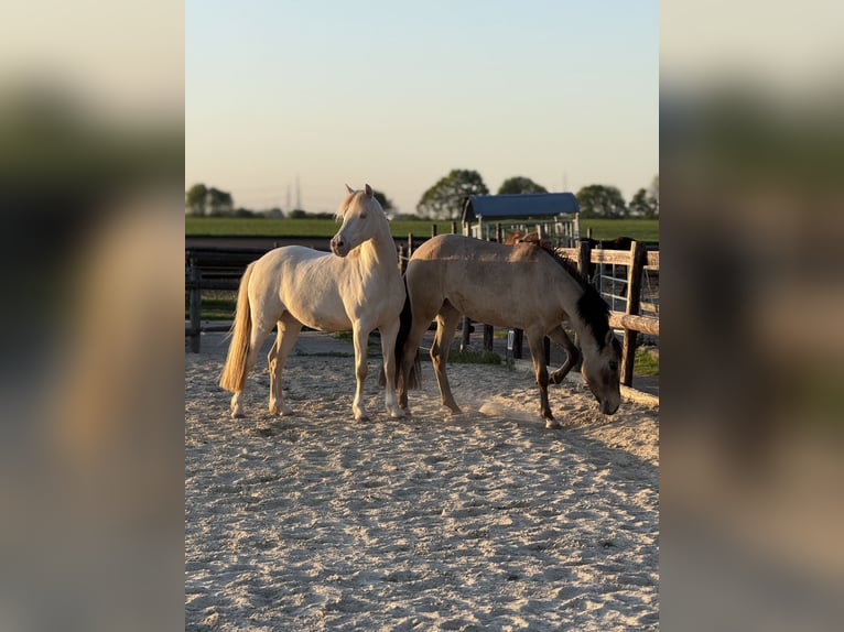 Duitse rijpony Ruin 7 Jaar 142 cm Cremello in Bergheim
