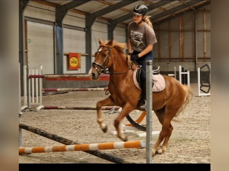 Duitse rijpony Mix Ruin 7 Jaar 142 cm Vos in Kaldenkirchen