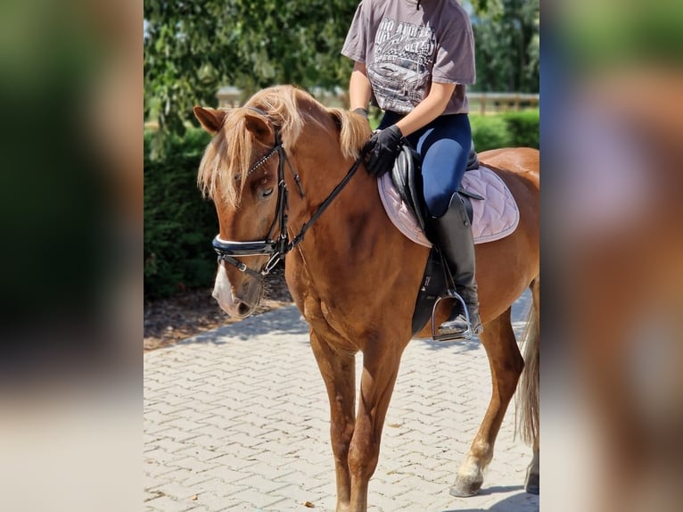 Duitse rijpony Mix Ruin 7 Jaar 142 cm Vos in Kaldenkirchen