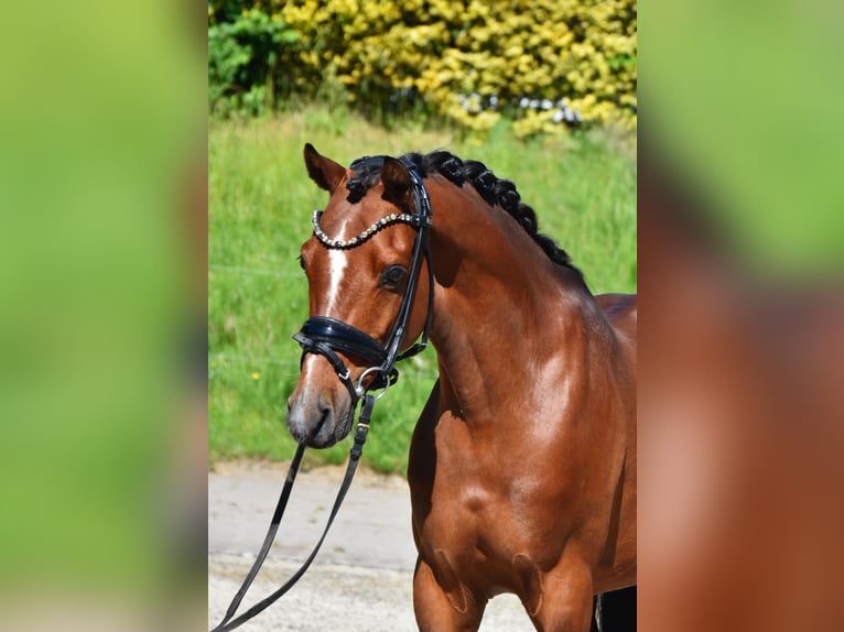 Duitse rijpony Ruin 7 Jaar 143 cm Bruin in Fürstenau
