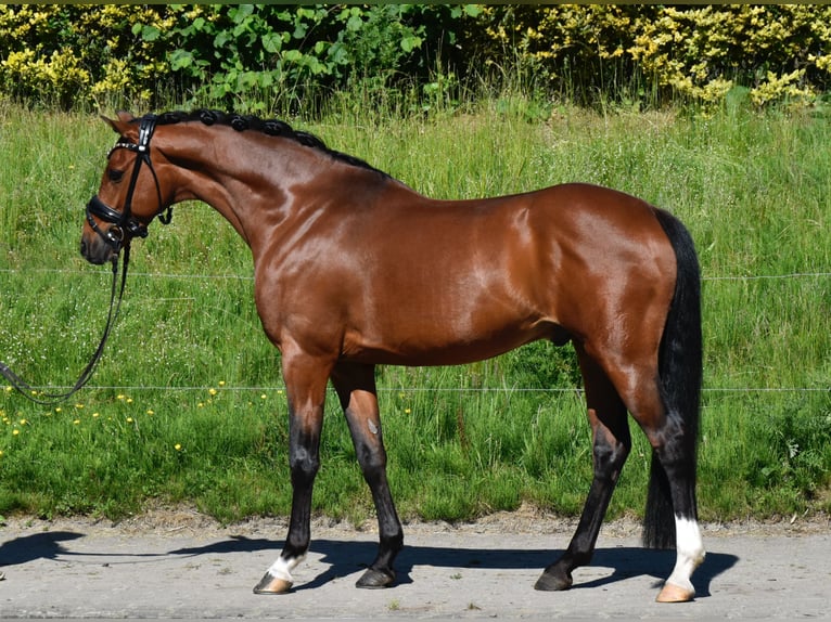 Duitse rijpony Ruin 7 Jaar 143 cm Bruin in Fürstenau