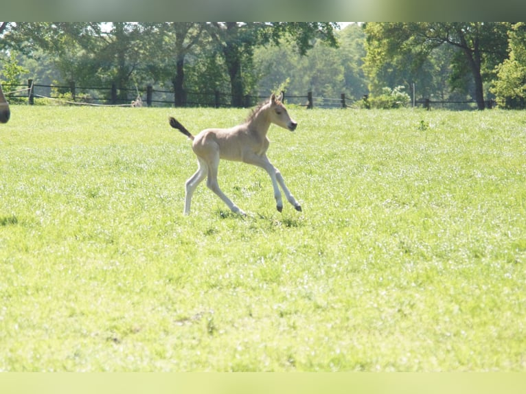 Duitse rijpony Ruin 7 Jaar 143 cm Falbe in Krefeld