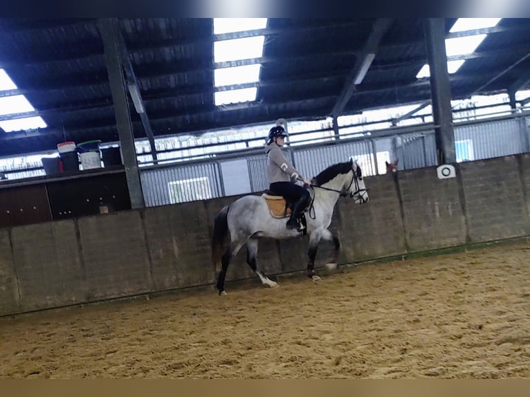Duitse rijpony Mix Ruin 7 Jaar 143 cm Schimmel in Großheide Westerende
