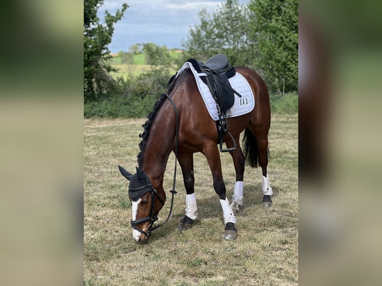 Duitse rijpony Ruin 7 Jaar 144 cm Bruin in Ollndorf