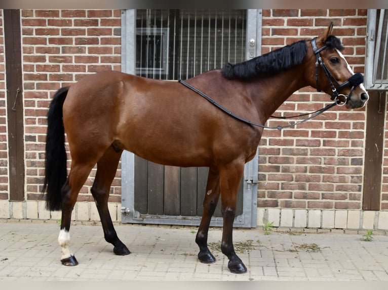 Duitse rijpony Ruin 7 Jaar 144 cm Bruin in Ollndorf