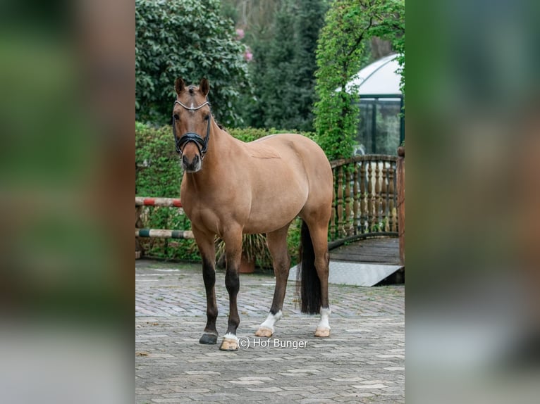 Duitse rijpony Ruin 7 Jaar 145 cm Bruin in Friesoythe