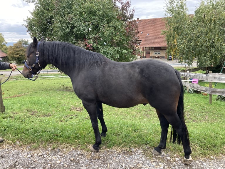 Duitse rijpony Ruin 7 Jaar 145 cm Donkerbruin in Markdorf
