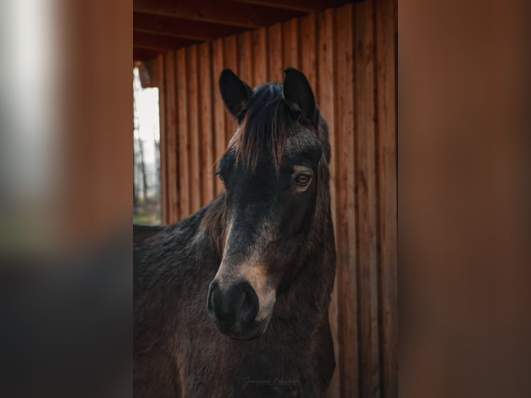 Duitse rijpony Mix Ruin 7 Jaar 145 cm Falbe in Itzgrund