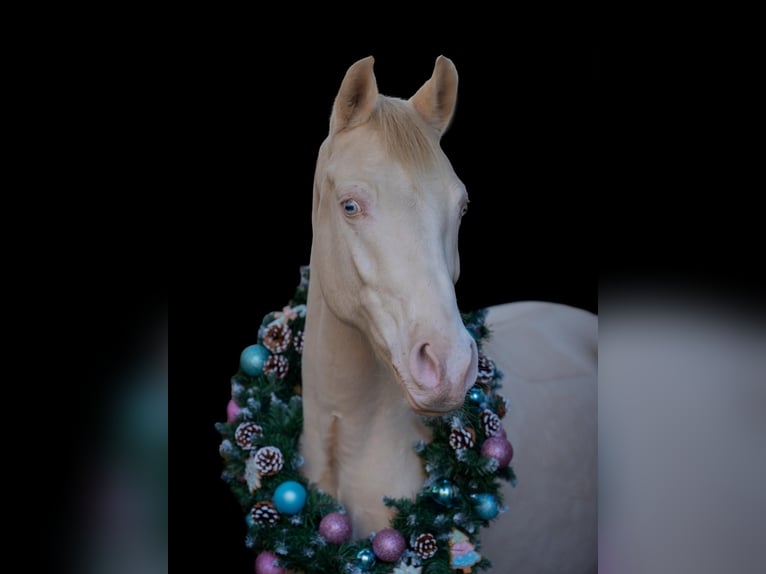 Duitse rijpony Ruin 7 Jaar 146 cm Cremello in Grevenbroich
