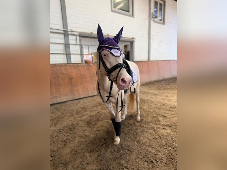 Duitse rijpony Ruin 7 Jaar 146 cm Cremello in Grevenbroich