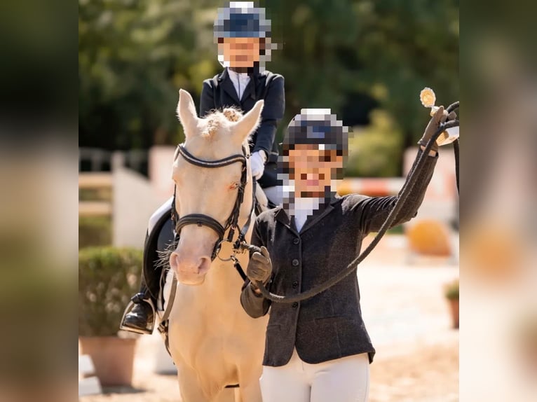 Duitse rijpony Ruin 7 Jaar 146 cm Cremello in Grevenbroich