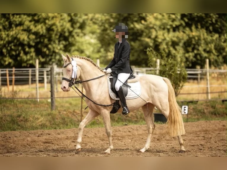Duitse rijpony Ruin 7 Jaar 146 cm Cremello in Grevenbroich