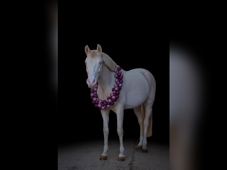 Duitse rijpony Ruin 7 Jaar 146 cm Cremello in Grevenbroich