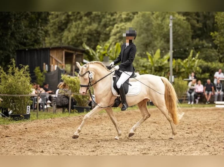 Duitse rijpony Ruin 7 Jaar 146 cm Cremello in Grevenbroich