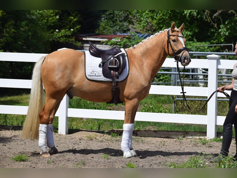 Duitse rijpony Ruin 7 Jaar 146 cm Palomino in Dätgen
