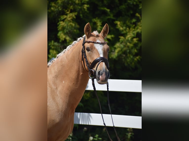 Duitse rijpony Ruin 7 Jaar 146 cm Palomino in Dätgen