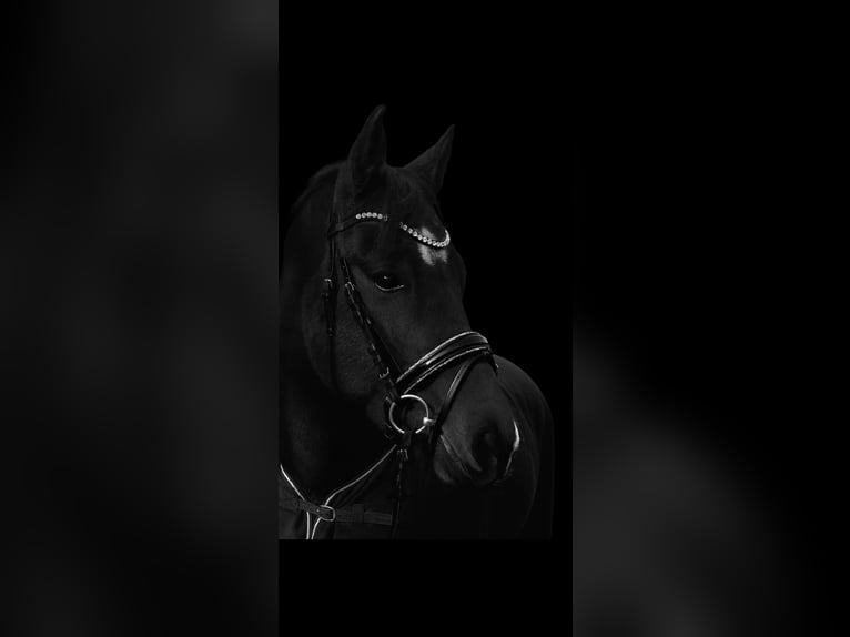 Duitse rijpony Ruin 7 Jaar 147 cm Bruin in Breitenbach am Inn
